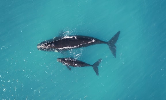 Southern white whale with calf= South Australia