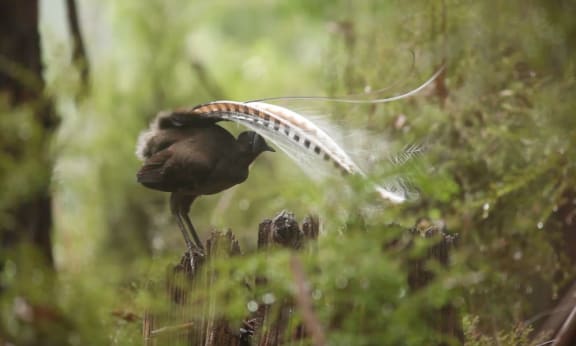 Superb Lyrebird