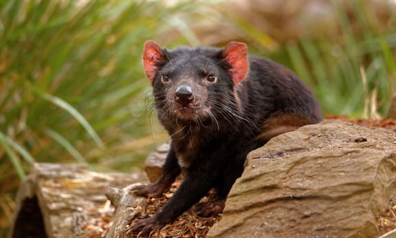 Tasmanian devil on log