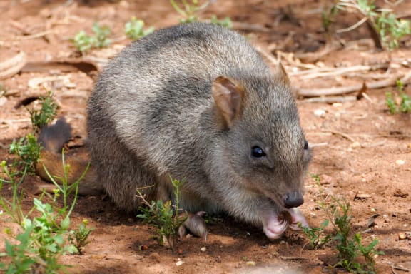 A brush-tailed bettong