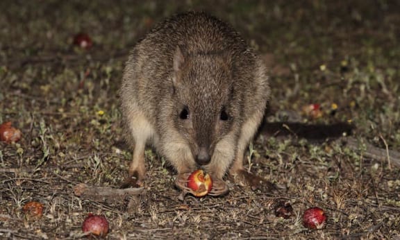 A woylie or brush-tailed bettong (Bettongia penicillata) eating a quandong in the Dryandra Woodlands, Western Australia