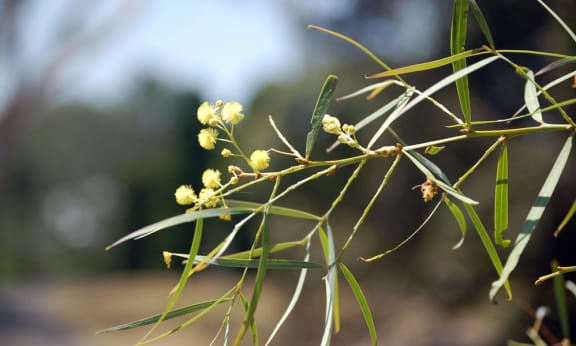 Close up of wattle flowers (Acacia pycnantha) in Sydney