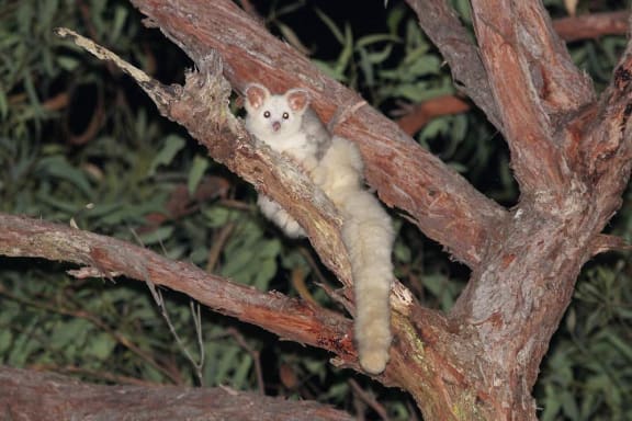 Greater Glider spotted in the Blue Mountains= NSW