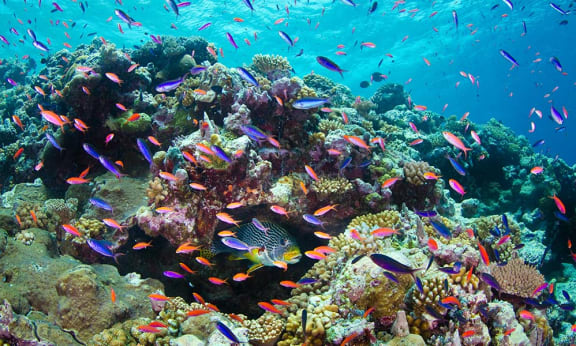 A variety of fish swimming= Osprey Reef= Coral Sea