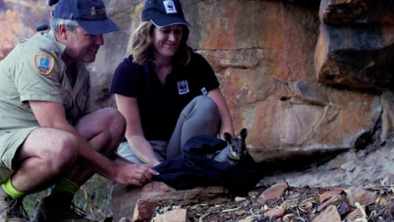 A black-flanked rock-wallaby is released into Kalbarri National Park