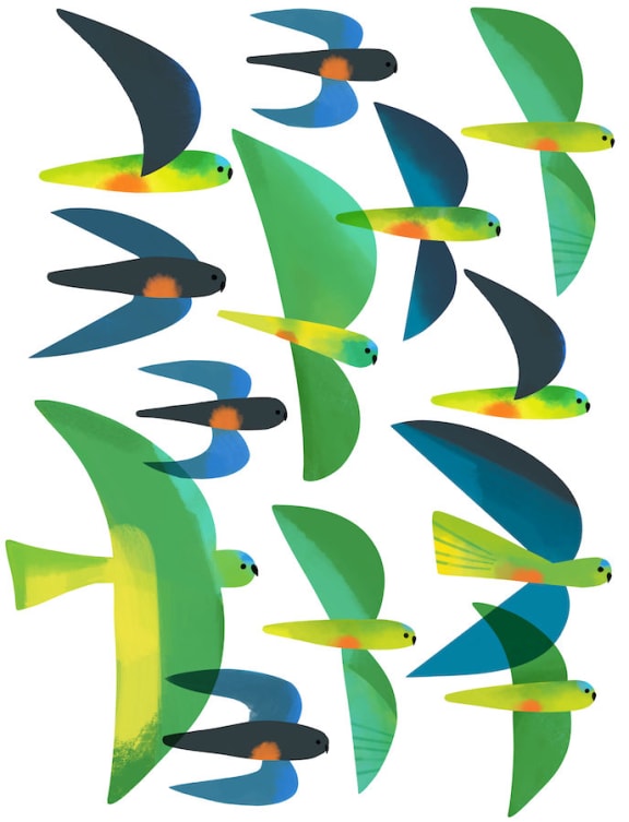 Orange-Bellied Parrots in Flight