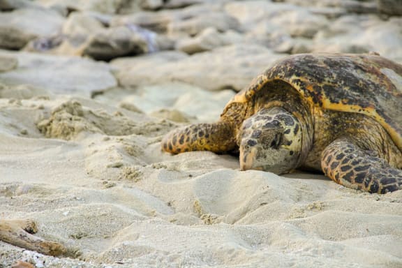 Hawksbill turtle on Milman Island -