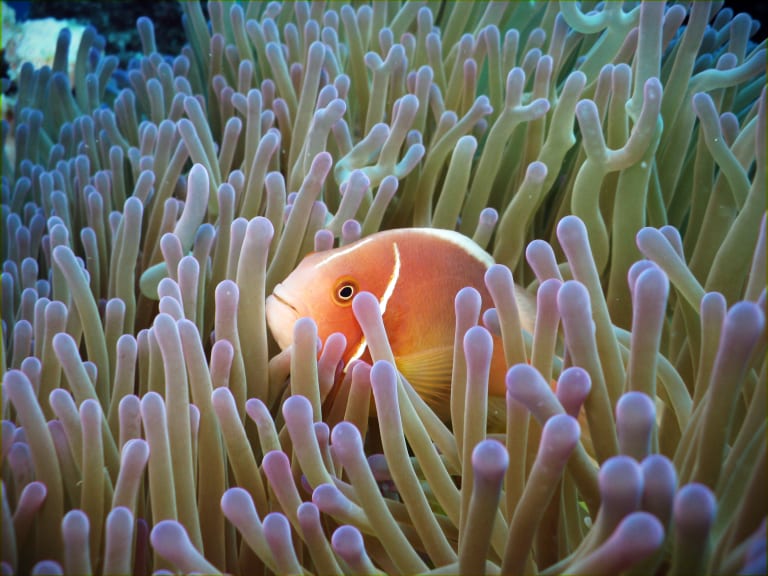 Clown fish swimming in the Great Barrier Reef, Queensland, Australia.