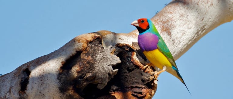 Red headed Gouldian finch on a branch, Wyndham, eastern Kimberley