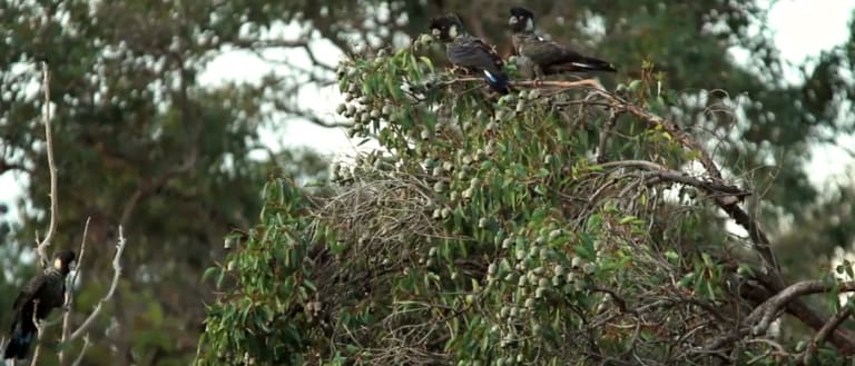 Baudin's black cockatoos banner video background
