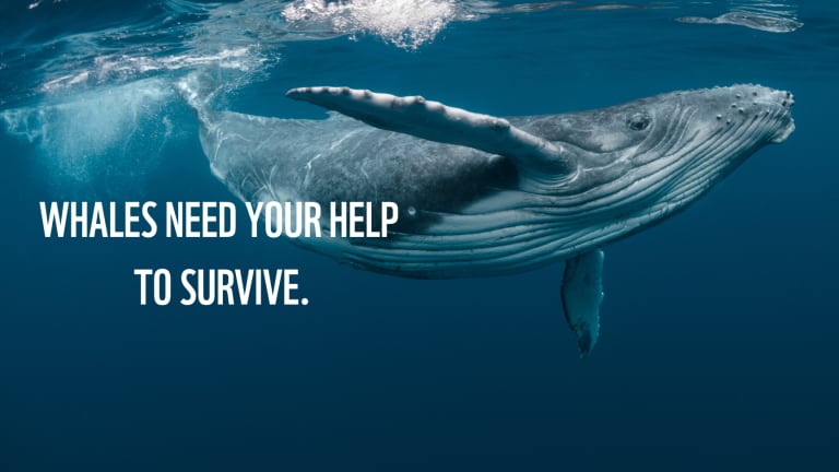 A baby humpback whale plays near the surface in blue water
