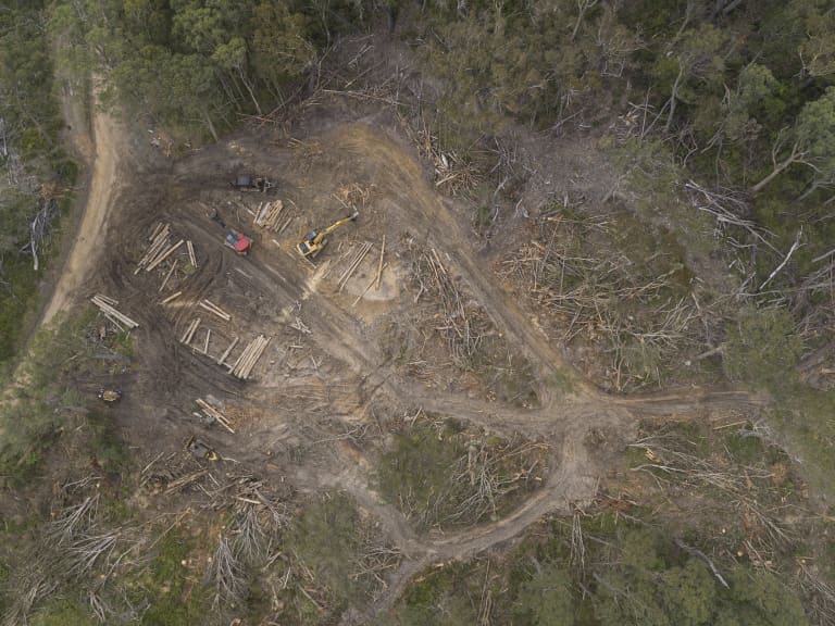 Logging in Tallaganda State Forest