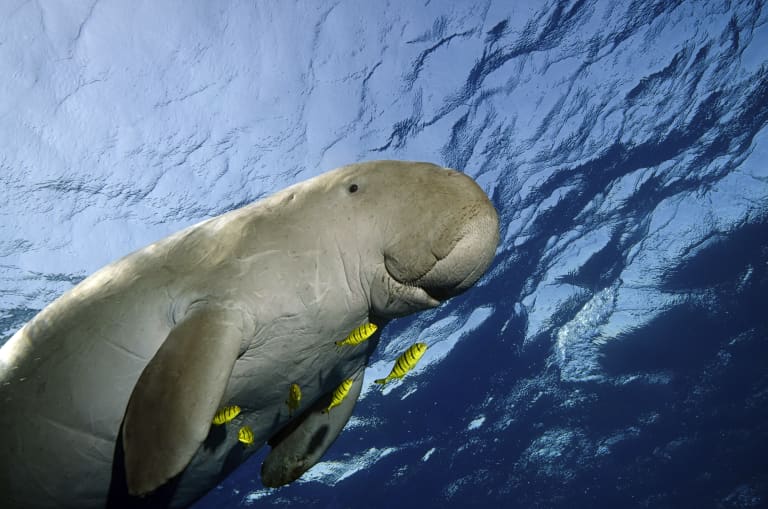 A dugong (Dugong dugon) swimming in the sea