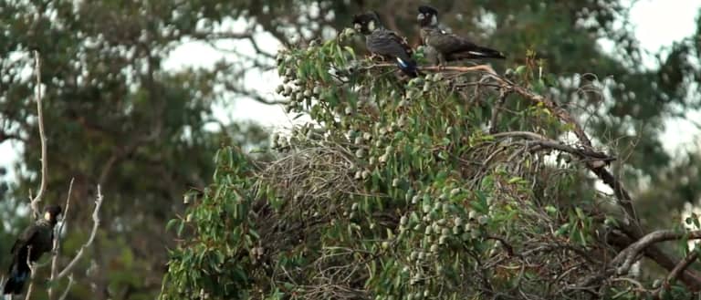 Baudin's black cockatoos banner video background