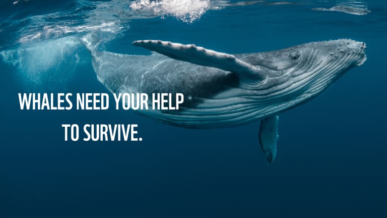 A baby humpback whale plays near the surface in blue water