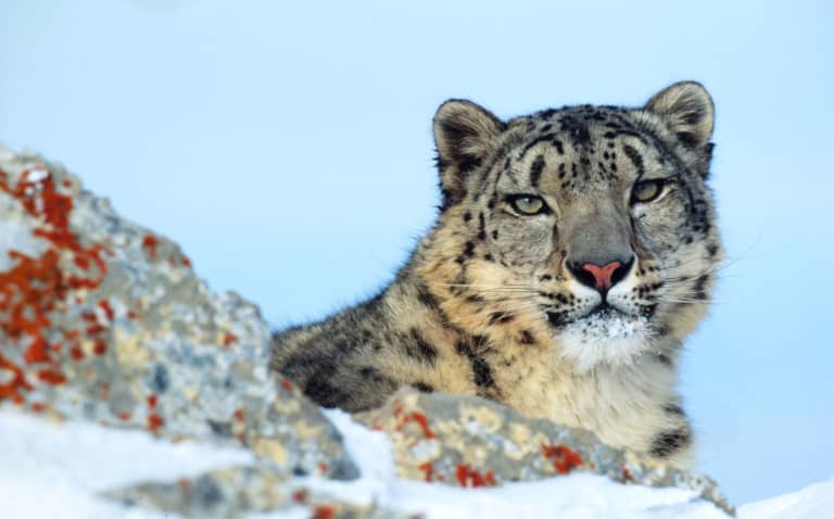 Snow leopard on rocky mountains in winter Montana