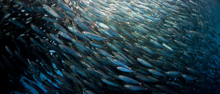 Pole and line tuna and baitfish fishery project, Indonesia. Bitung, Sulawesi, Indonesia.