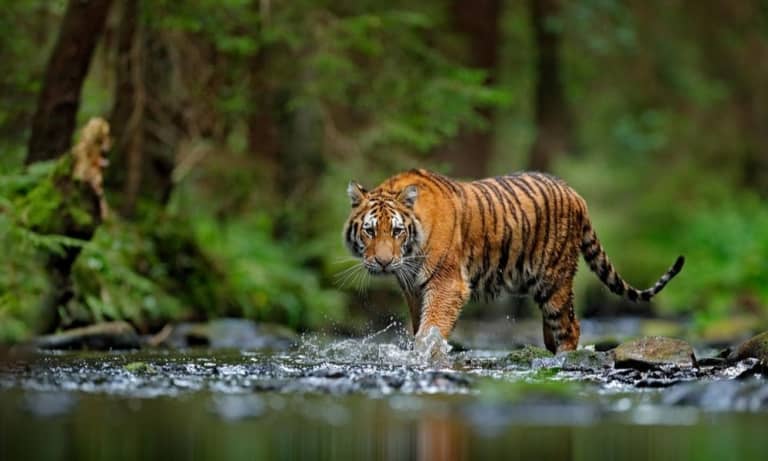 Tiger in river