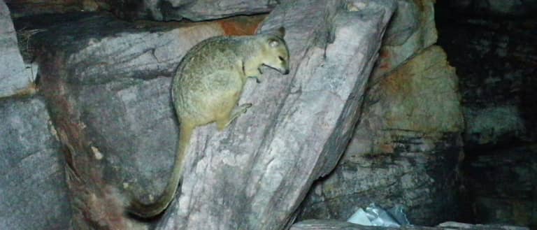Nabarlek caught on sensor camera from surveys in the Kimberley