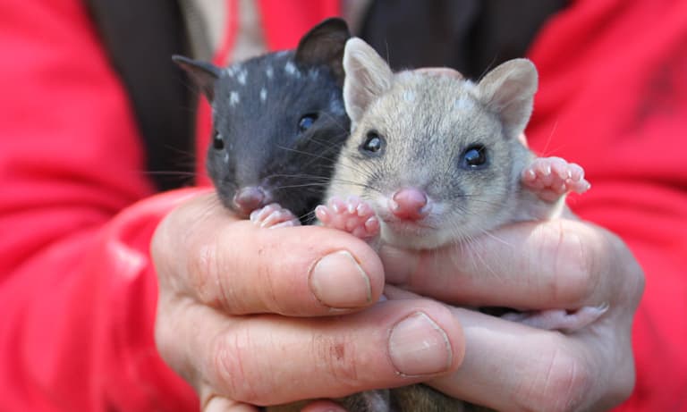Two eastern quoll joeys at Trowunna Wildlife Park= Tasmania