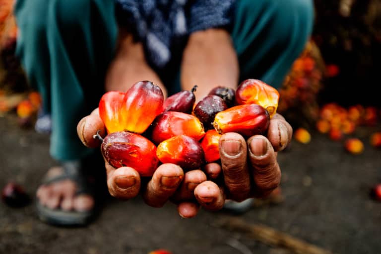 Farmer shows harvested palm fruit in Riau, Sumatra