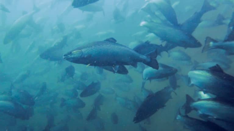 Salmon farming= Tasmania
