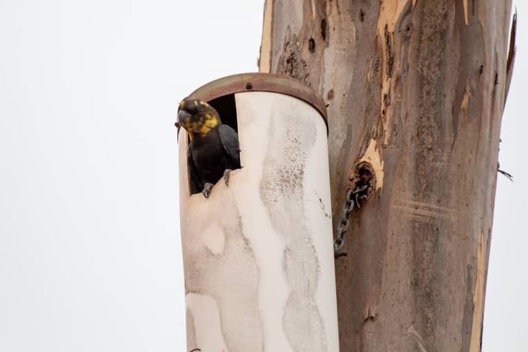 A Kangaroo Island glossy black cockatoo in an artificial nest box