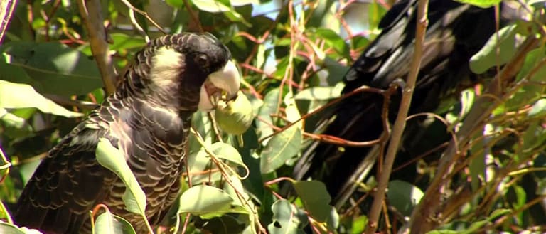 Carnaby's cockatoo banner video background