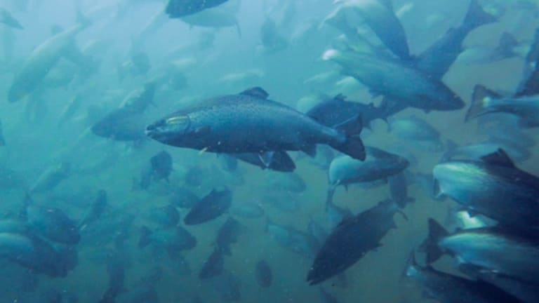 Salmon farming= Tasmania