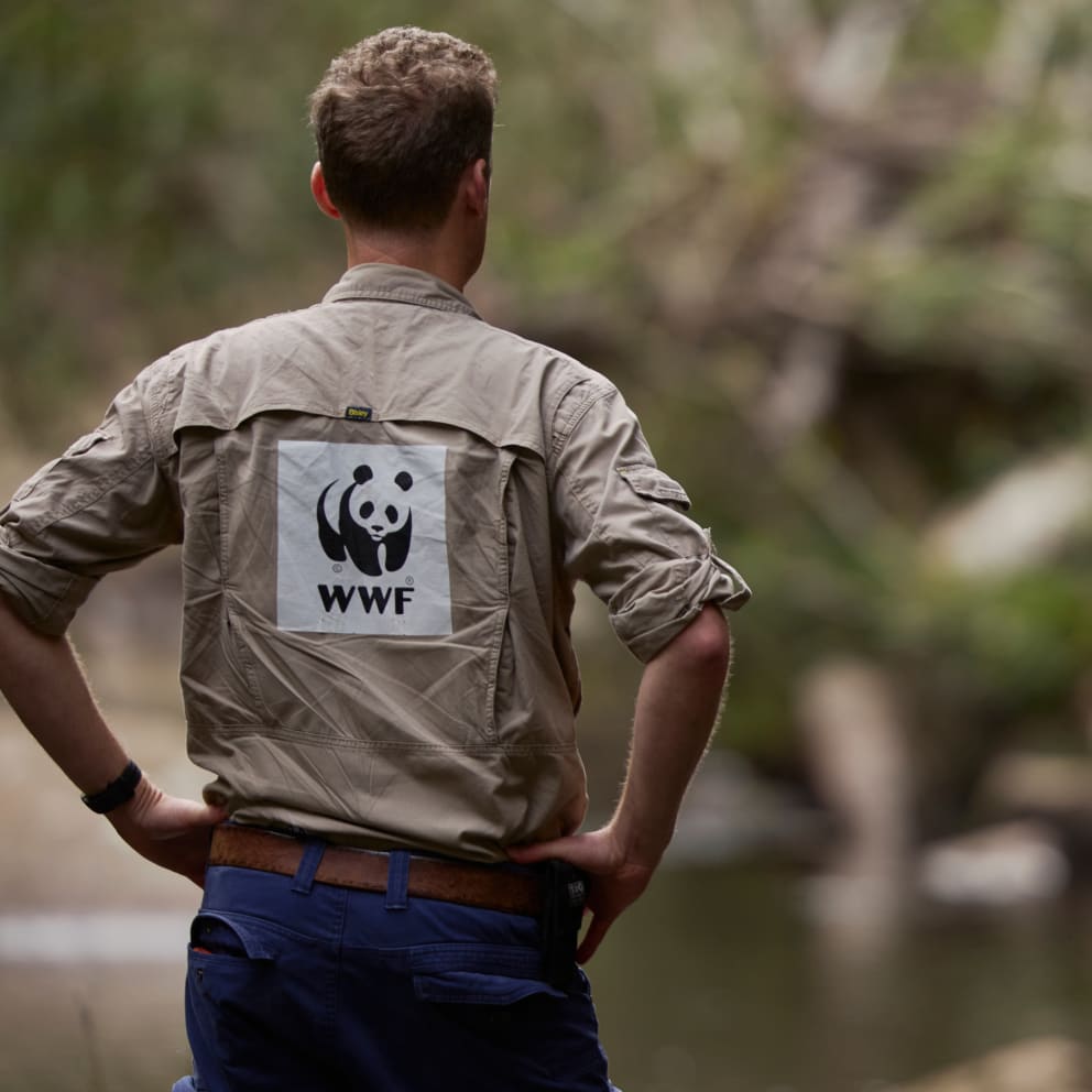 WWF team member conducting surveys  in the Royal National Park with UNSW, Taronga and NPWS to monitor the 10 platypus that were reintroduced in May 2023 (10 months prior)
