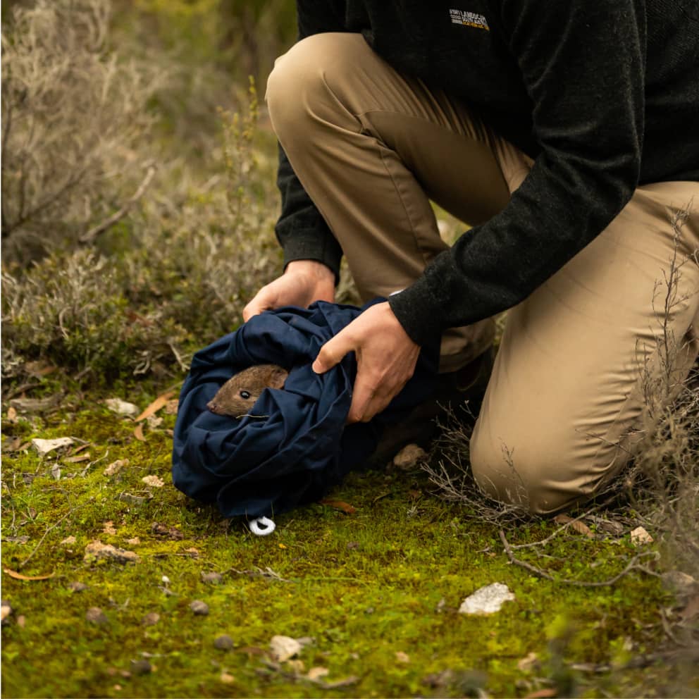 Max Barr, Marna Banggara Project Manager, Northern and Yorke Landscape Board releases a brush-tailed bettong.