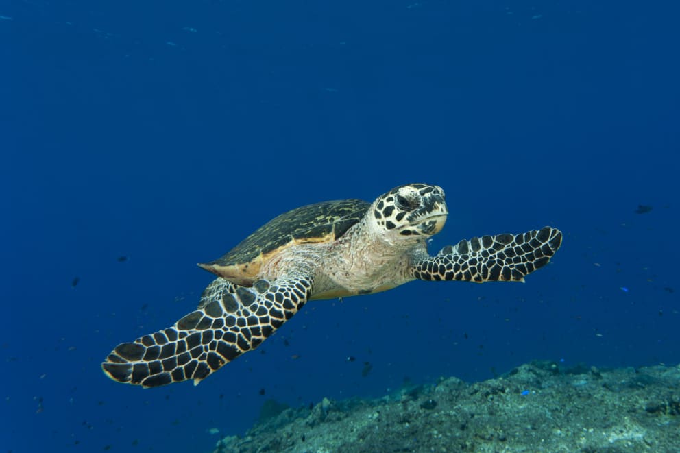 Hawksbill turtle (Eretmochelys imbricata) swimming through a reef. Kimbe Bay, West New Britain, Papua New Guinea. 31 May 2010