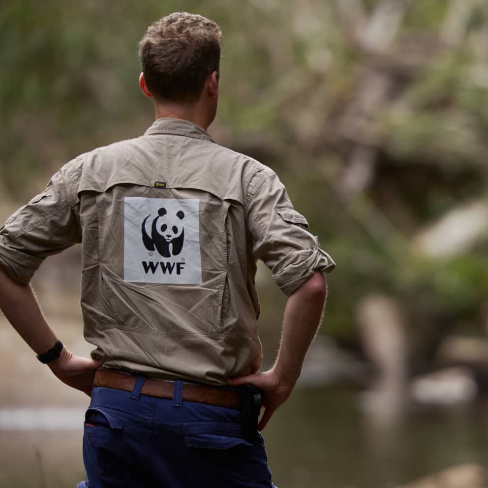 WWF team member conducting surveys  in the Royal National Park with UNSW, Taronga and NPWS to monitor the 10 platypus that were reintroduced in May 2023 (10 months prior)
