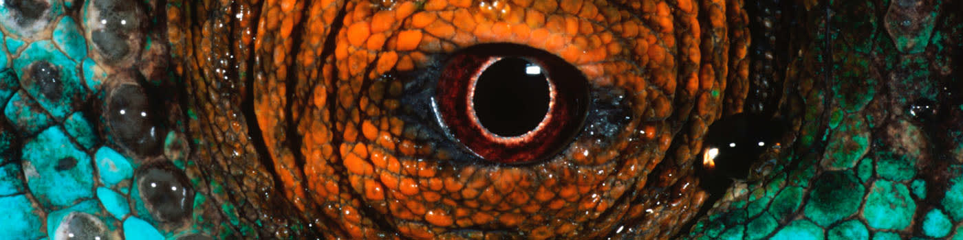 Parson's chameleon