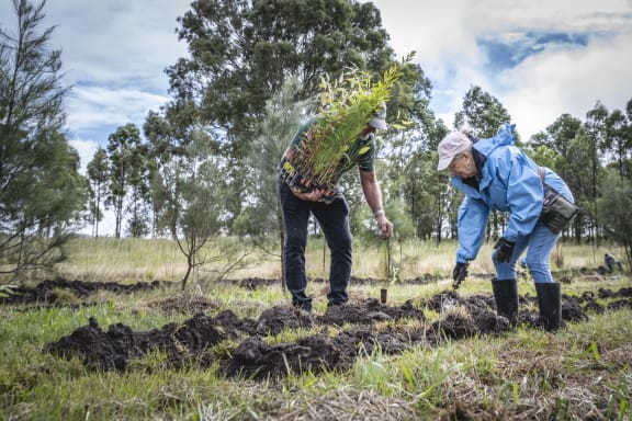 Steve and Lyn are planting seedlings on their property. Steve is holding a tray of plants, while Lyn is wearing a light blue raincoat and bending down with a trowel to start digging in the muddy soil. Behind them are tall trees.