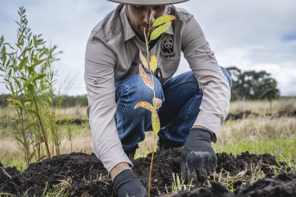 A man bends down to plant a green seedling in muddy soil. He is wearing a wide-brimmed hat, blue jeans and a taupe shirt with the WWF panda logo on it.