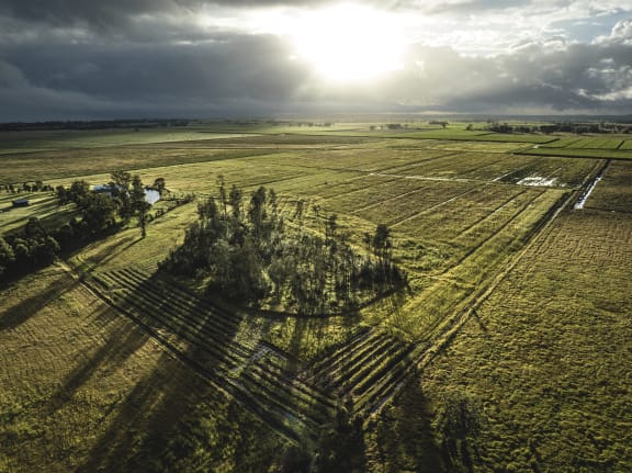 An aerial view of agricultural fields that are green and waterlogged by recent rains. There is a patch of native vegetation in the foreground and the morning sun is breaking through the clouds above, casting the landscape in light and shadow.