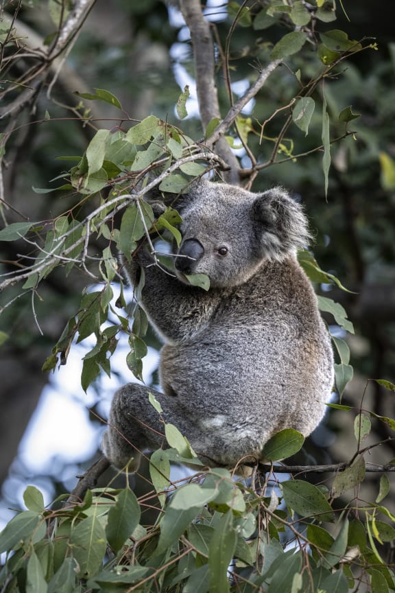 A grey koala sits in a tree and looks towards the camera with green leaves in its mouth. It is fluffy with a big, dark nose and brown eyes.