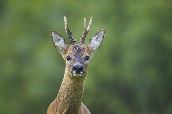 A close-up portrait of a roe deer (Capreolus capreolus) buck, captured during the summer in Oxfordshire, UK.