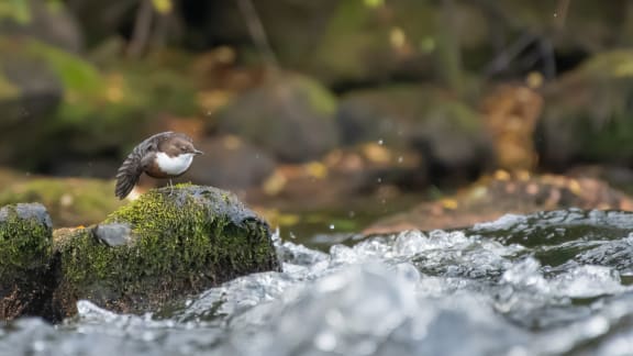A small brown and white bird stands on a moss covered rock in a moving river. White-throated dipper (Cinclus cinclus) stretching on the River Spey, Scotland