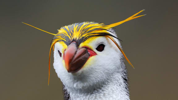 Portrait of a Royal Penguin.