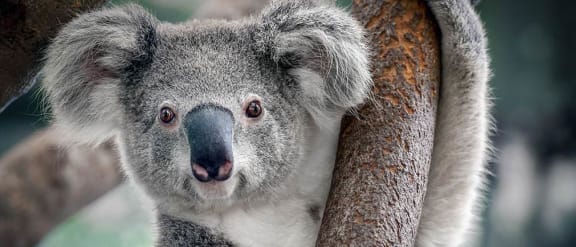 Become a Koala Champion | WWF Australia