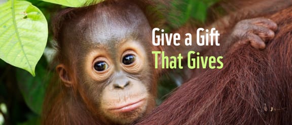 Bornean Orang-utan (Pongo pygmaeus wurmbii) male baby 'Thor' aged 8-9 months peering from behind his mother. Camp Leakey, Tanjung Puting National Park, Central Kalimantan, Borneo, Indonesia, June 2010.