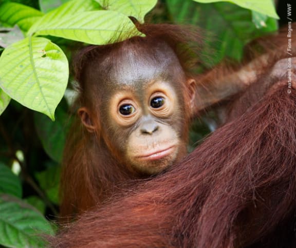 Bornean Orangutan male baby 'Thor'