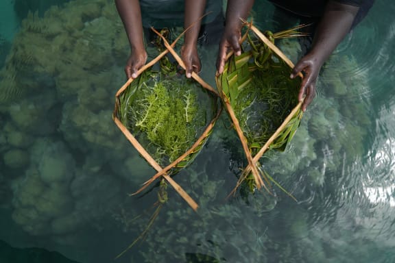 Sea grapes harvesting in Boboe Island