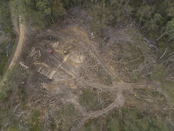 Logging in Tallaganda State Forest