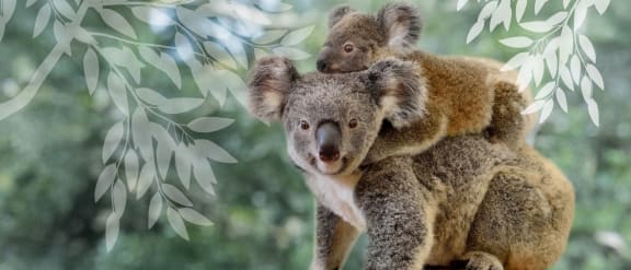 Mother koala with joey on her back