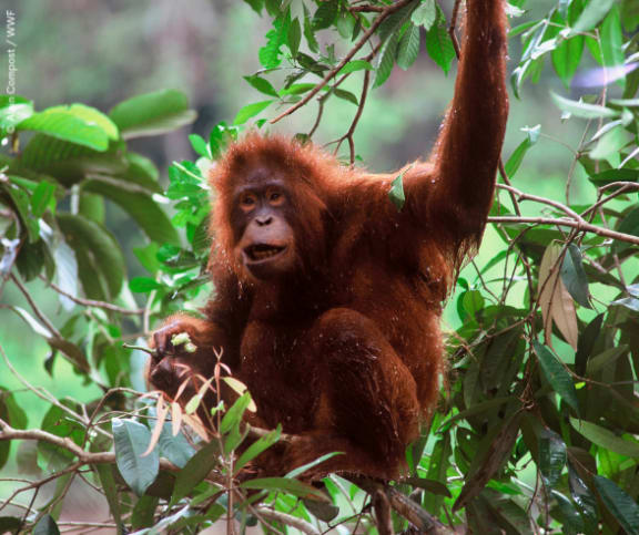 Young orangutan after bath