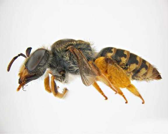 Native bee