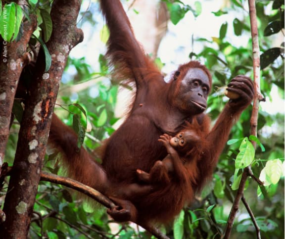 Mother & baby Orangutan in trees